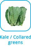 kale - collared greens