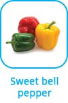 sweet bell pepper